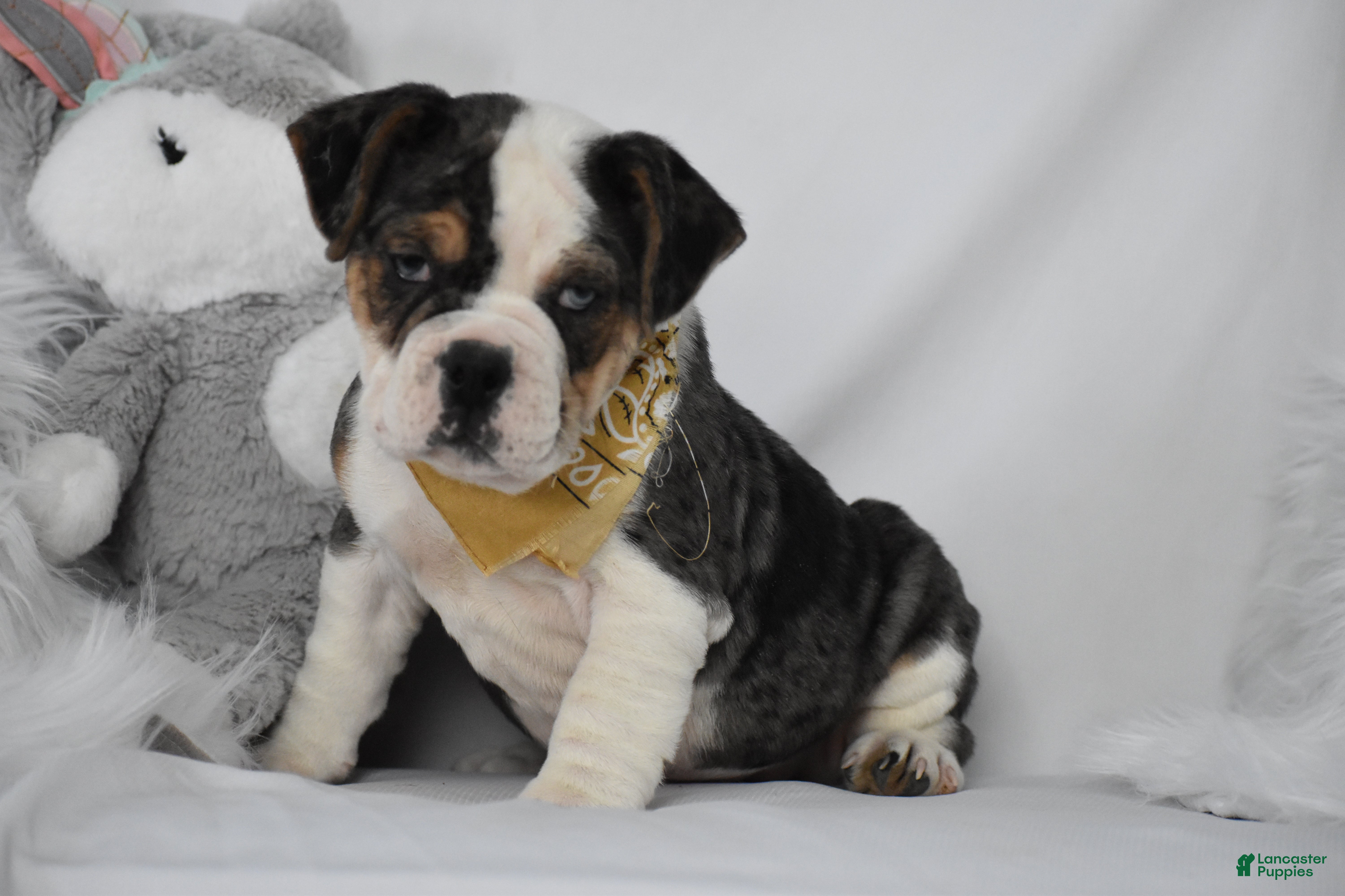 Beagle Beabull Puppies for sale | Lancaster Puppies, image size:6000x4000