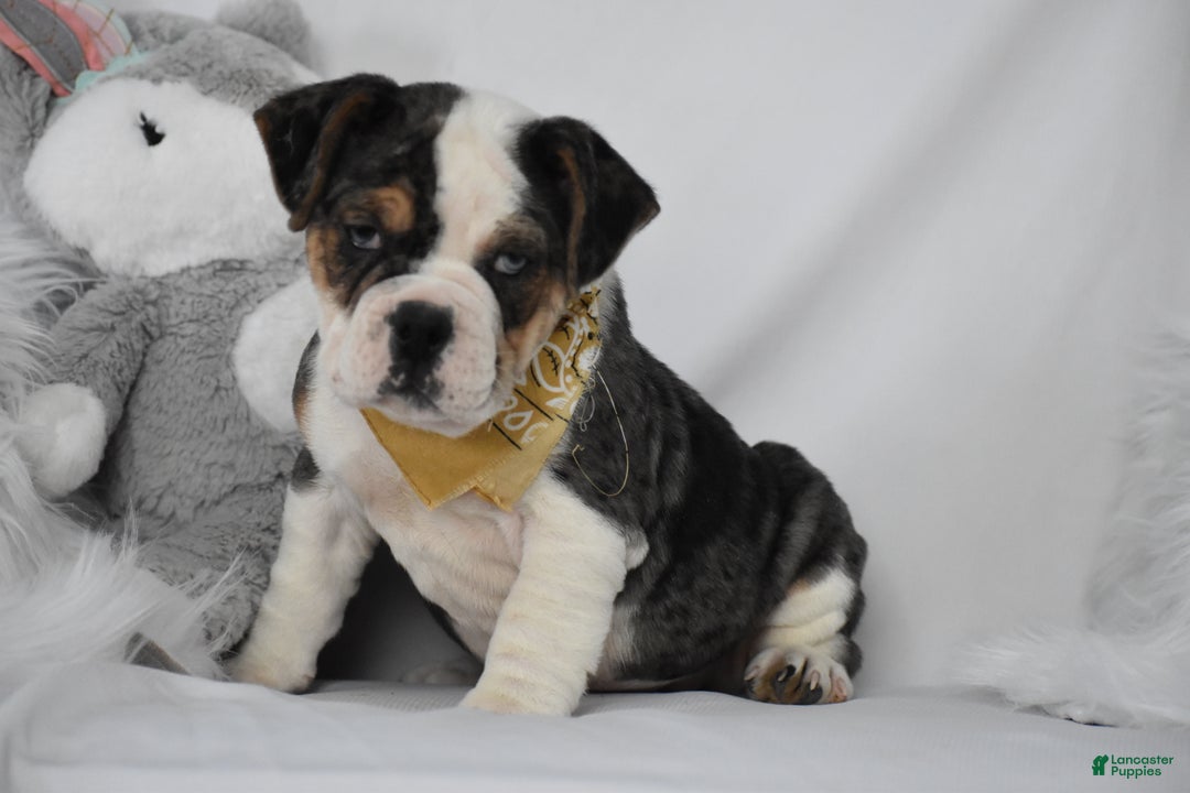 Mixed Breed dogs for sale: Wrangler - Ad 3