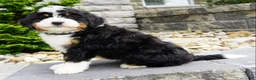 Mini Bernedoodle dogs for sale: Mini Bernedoodle Puppy 4 - Ad 4
