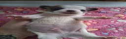 Chihuahua dogs for sale: Johnny - Ad 4