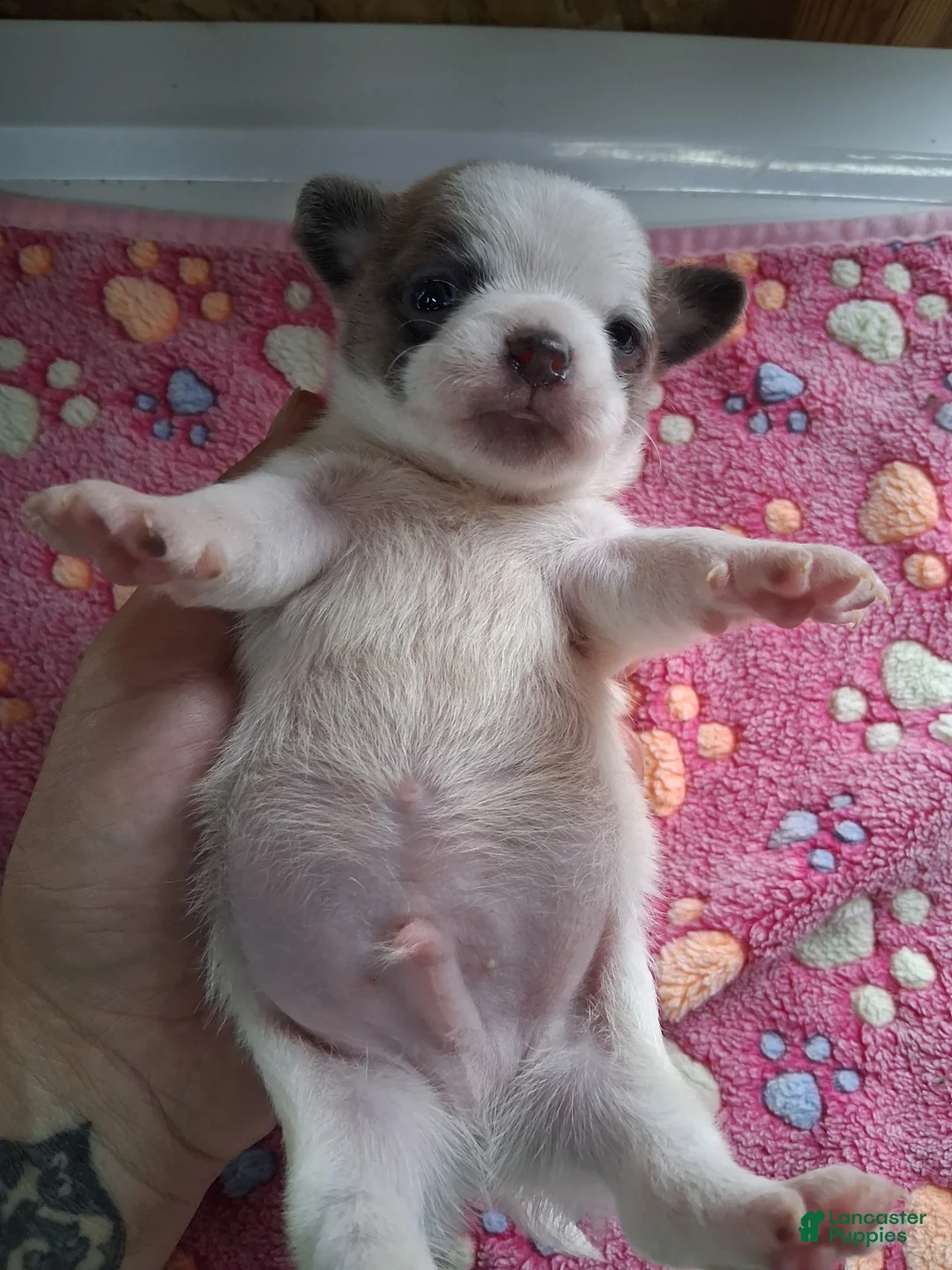 Chihuahua dogs for sale: Johnny - Ad 4