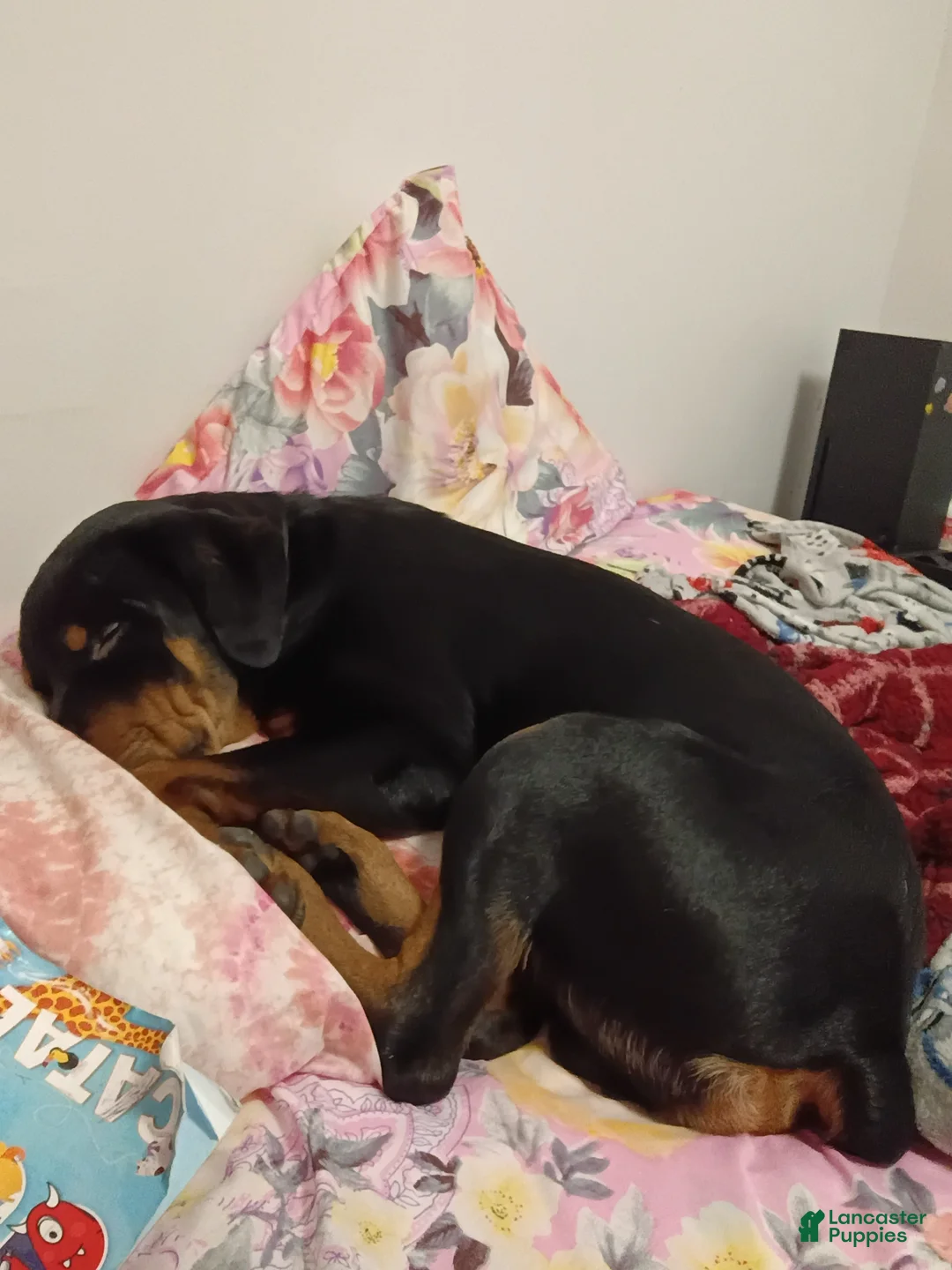 Rottweiler dogs for sale: Rottweiler Puppy 1 - Ad 2