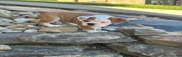 English Bulldog dogs for sale: Lucy - Ad 4