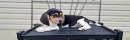 Beagle dogs for sale: TRACKER - Ad 4