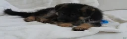 German Shepherd dogs for sale: German Shepherd Pick of litter Male Blue Collar - Ad 9