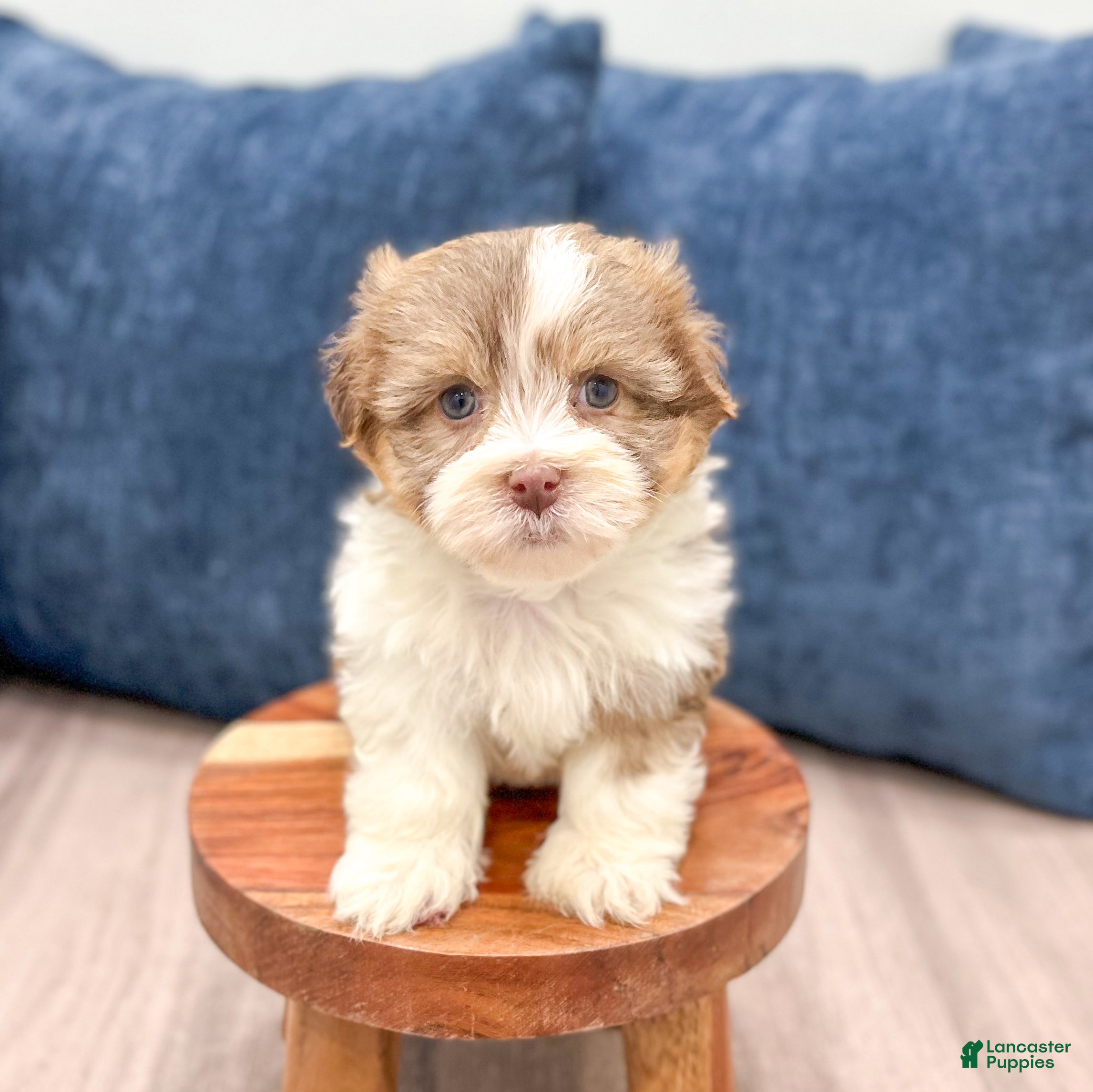 Havanese dogs Jasmine - Ad 2