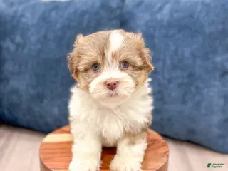 Havanese dogs Jasmine - Ad 2