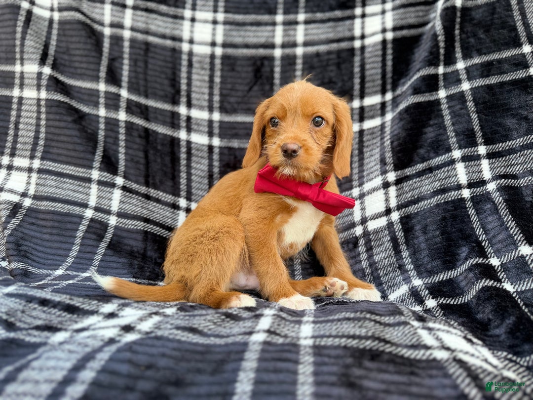 Beagle dogs for sale: Moose - Ad 7