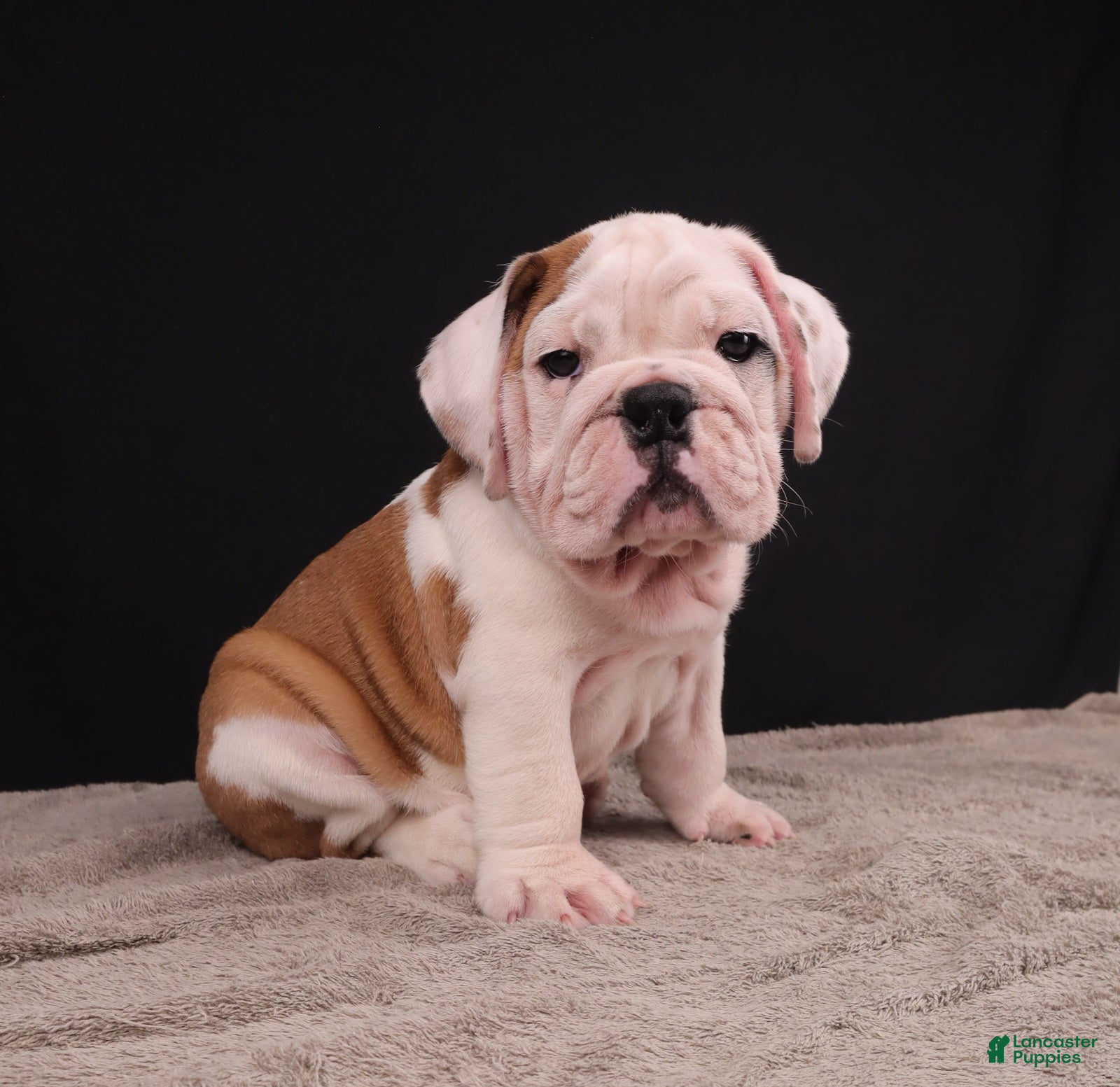 English Bulldog dogs Charlie  - Ad 1