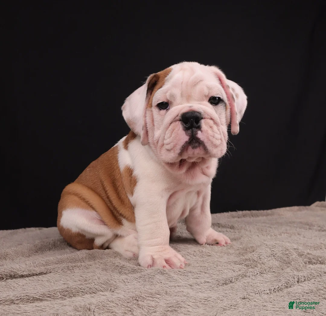English Bulldog dogs for sale: Charlie  - Ad 1