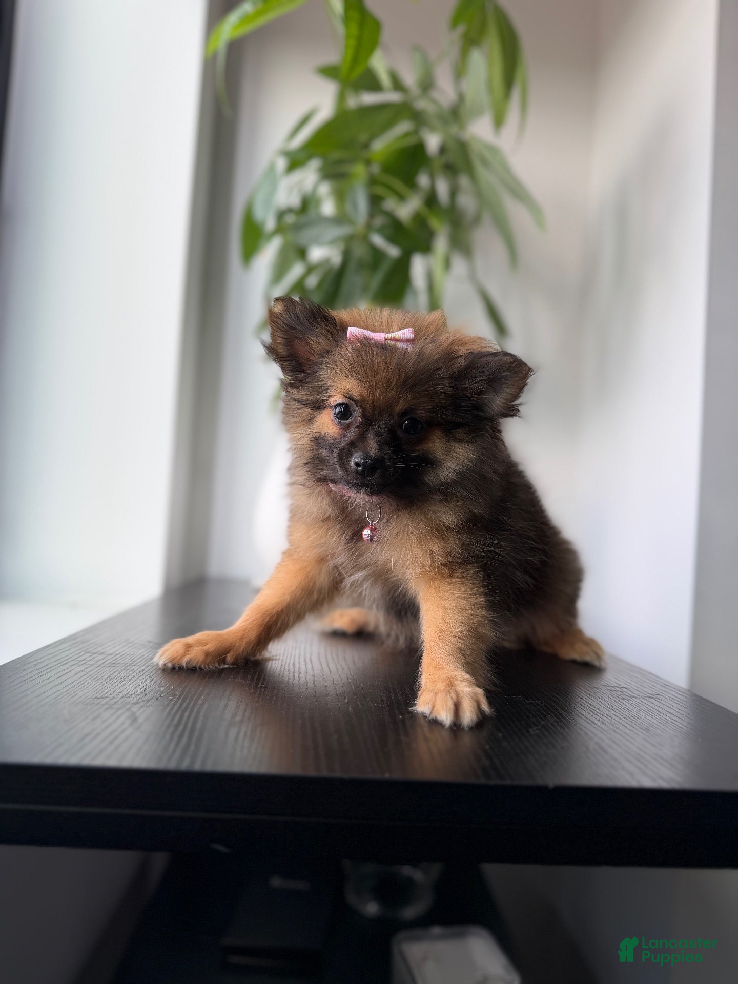 Pomeranian dogs Teacup Ginger - Ad 10