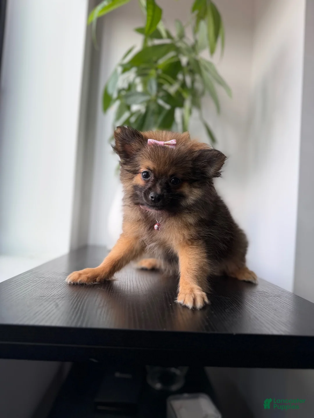 Pomeranian dogs for sale: Teacup Ginger - Ad 1