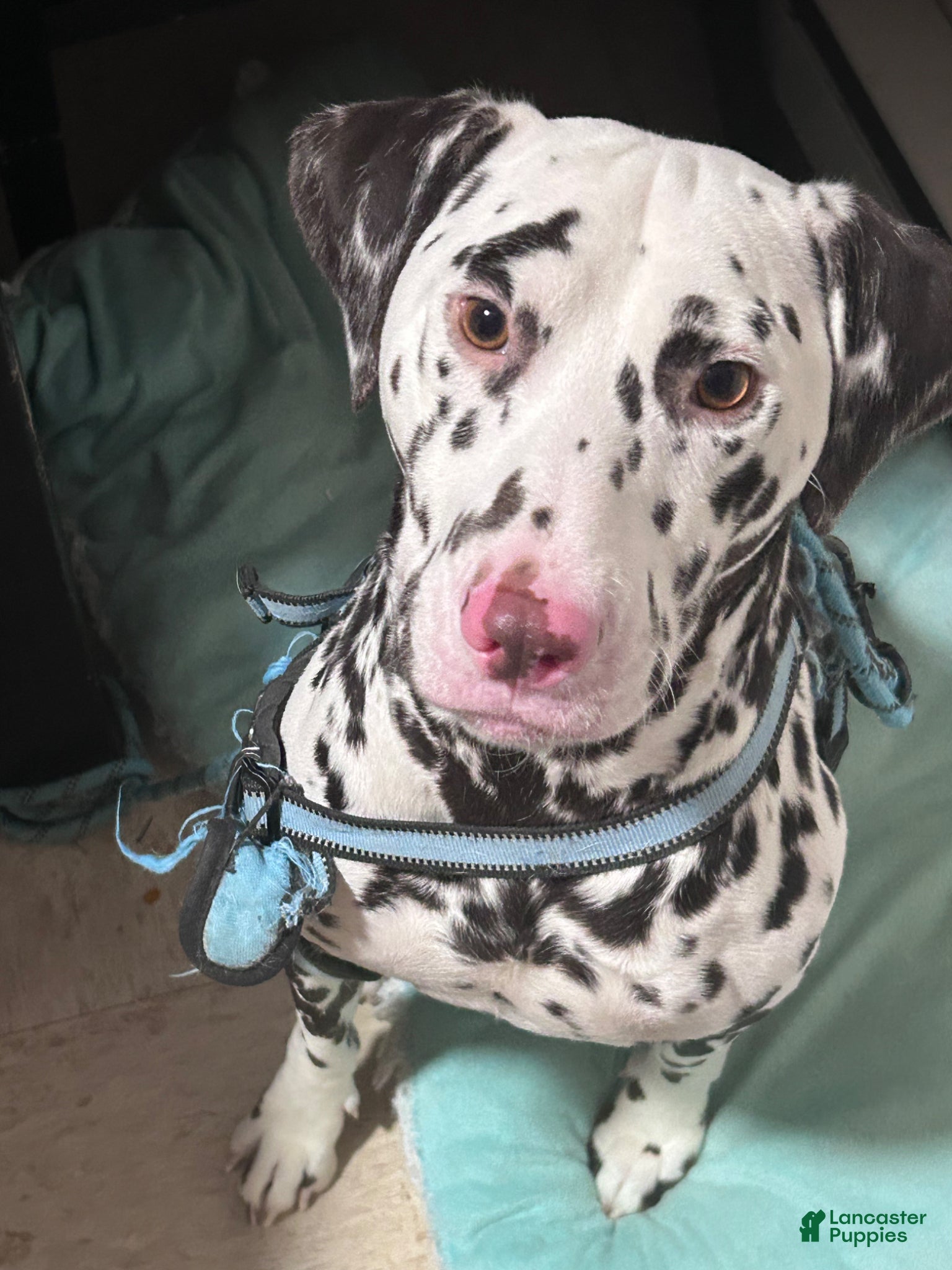Dalmatian dogs Dalmatian Puppy 1 - Ad 18