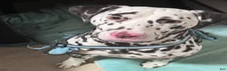 Dalmatian dogs for sale: Dalmatian Puppy 1 - Ad 1