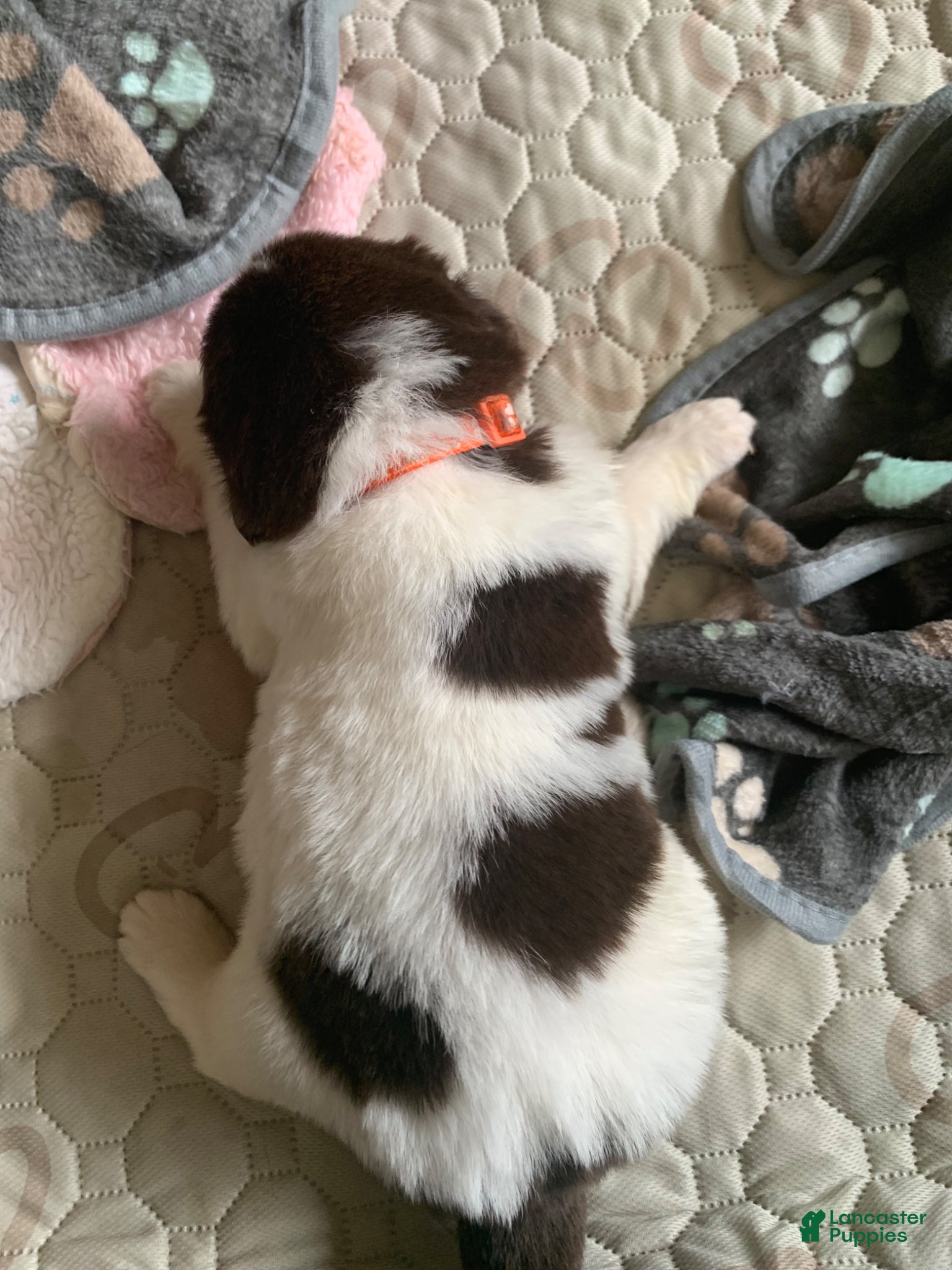 Newfoundland dogs Newfoundland Puppy orange - Ad 29