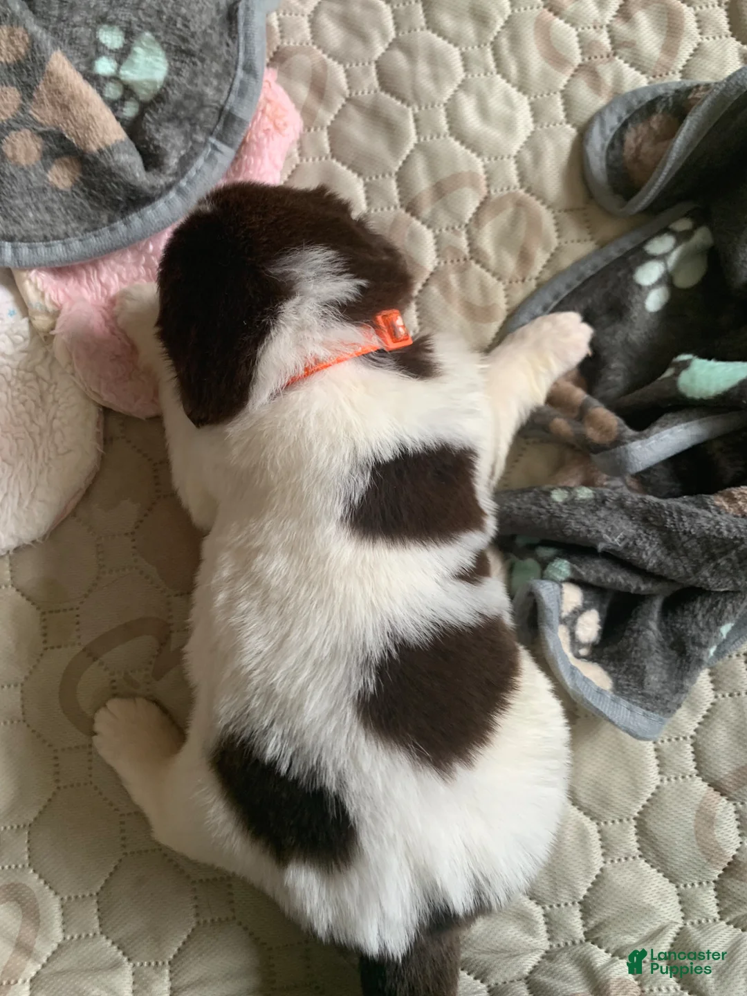 Newfoundland dogs for sale: Newfoundland Puppy orange - Ad 1