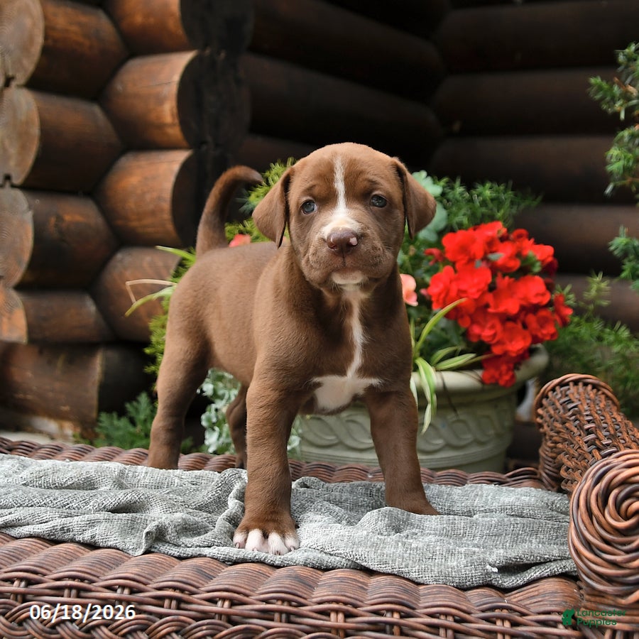Boxador dogs Brownie - Ad 1