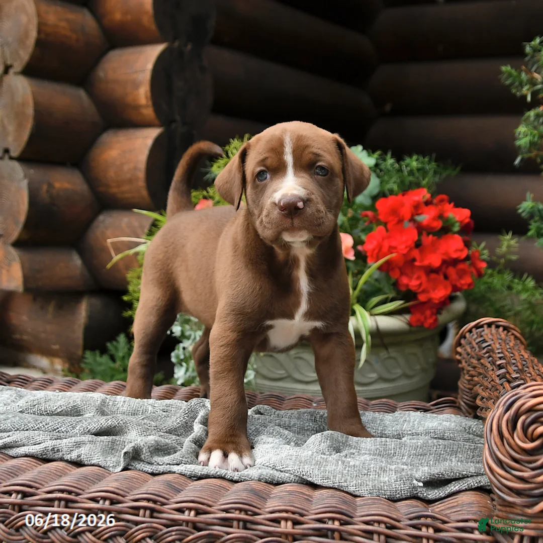 Boxador dogs for sale: Brownie - Ad 1