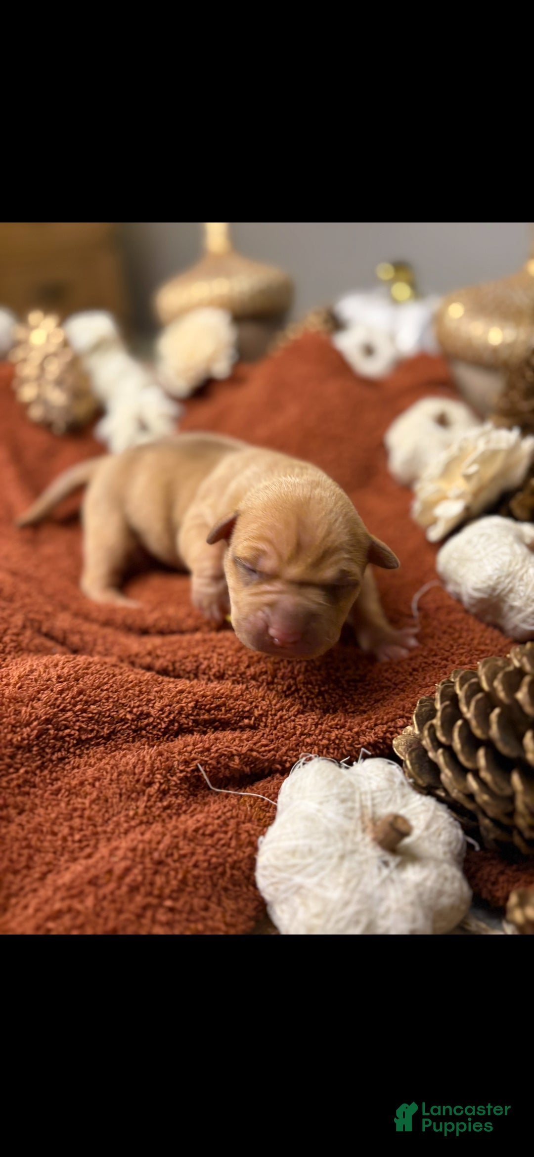 American Pit Bull Terrier dogs American Pit Bull Terrier 3 - Ad 18