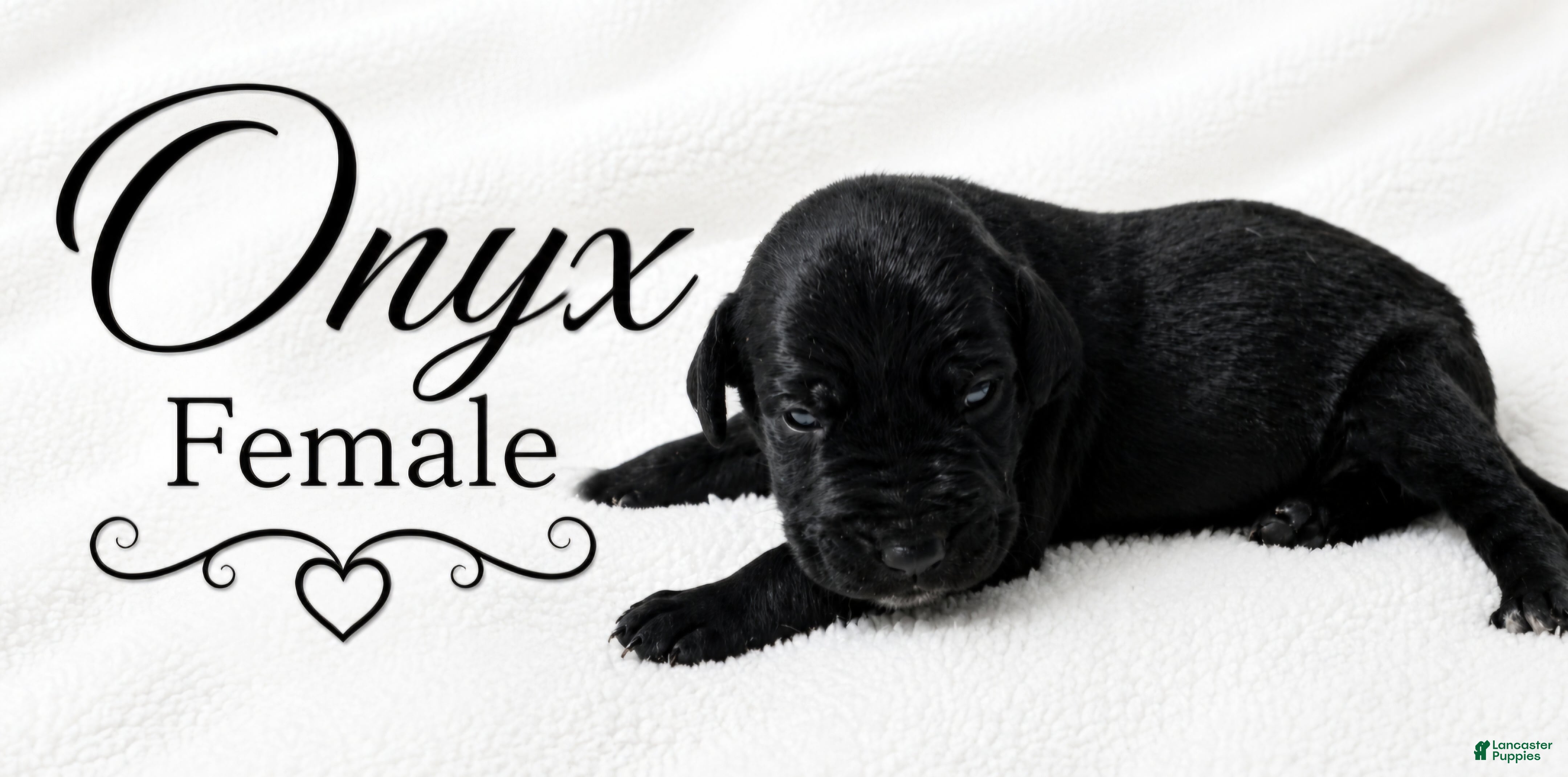 Great Dane dogs for sale: Onxy - Ad 3