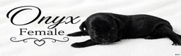 Great Dane dogs for sale: Onxy - Ad 1