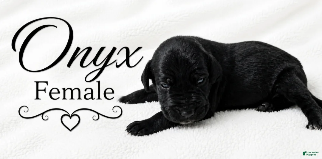 Great Dane dogs for sale: Onxy - Ad 1