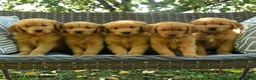 Golden Retriever dogs for sale: Mary - Ad 5