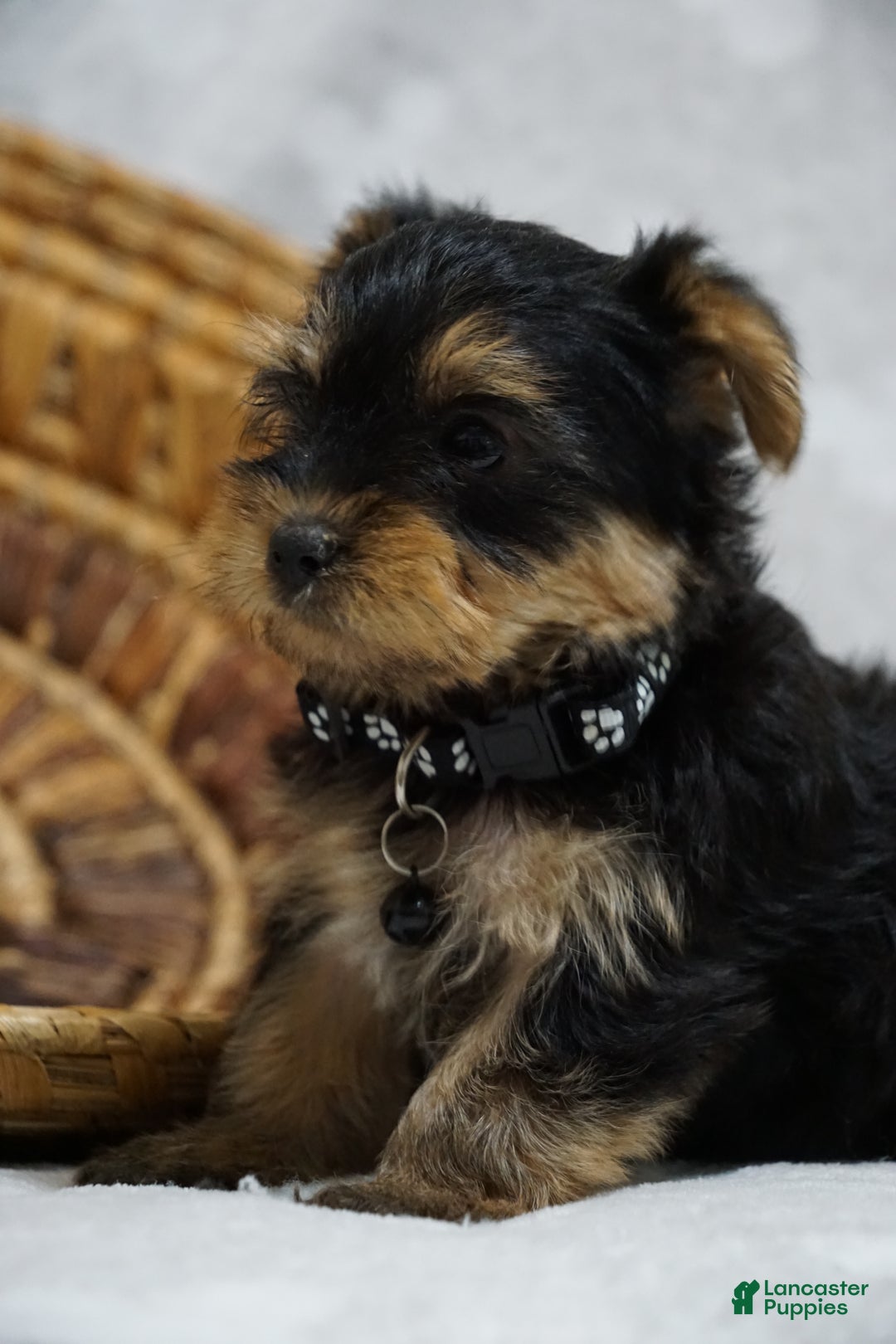Yorkshire Terrier dogs for sale: Doreen - Ad 5