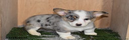 Welsh Corgi Pembroke dogs for sale: Jameson - Ad 3