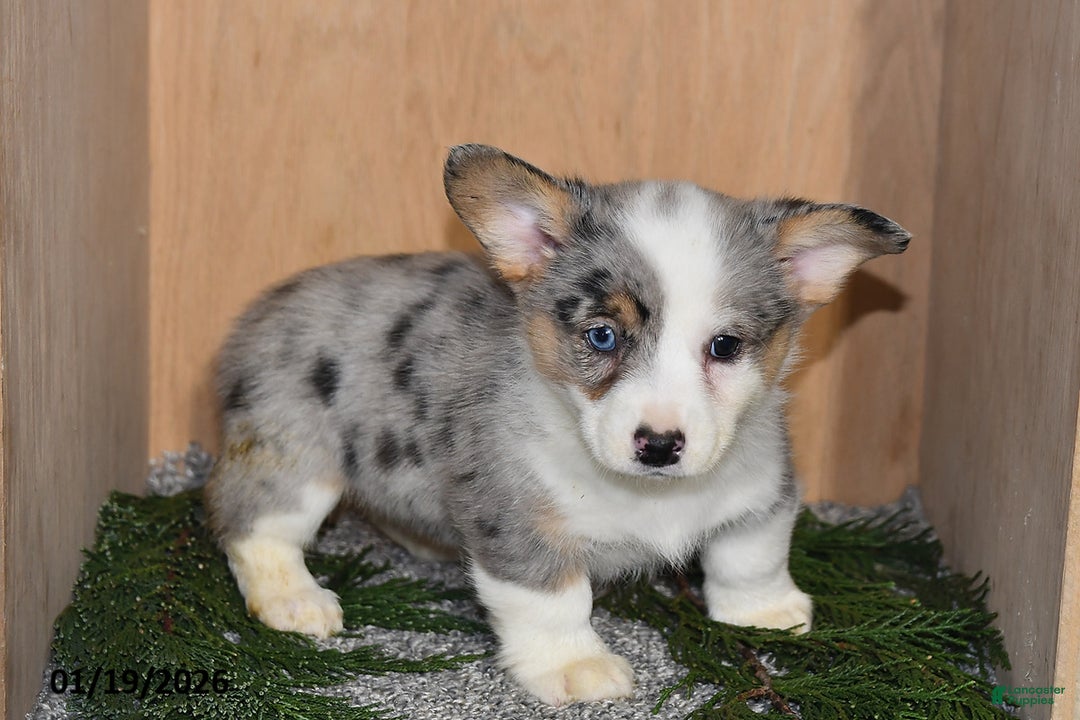 Welsh Corgi Pembroke dogs for sale: Jameson - Ad 3