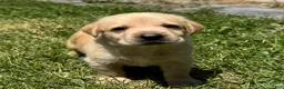 Labrador Retriever dogs for sale: Sweet Little Boy Puppy 7 - Ad 1