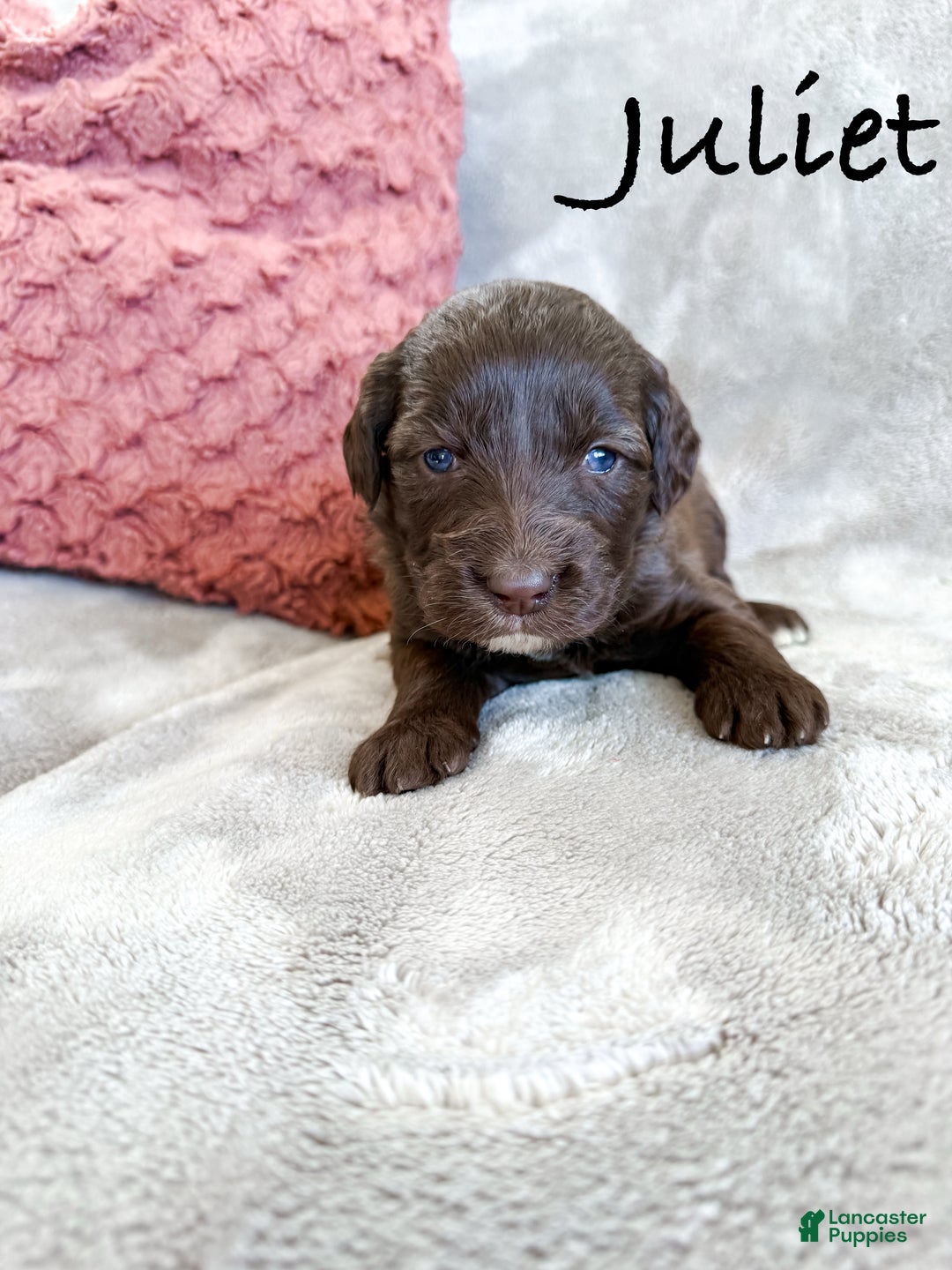 Aussiedoodle dogs for sale: Juliet - Ad 6