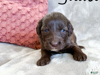 Aussiedoodle dogs Juliet - Ad 20