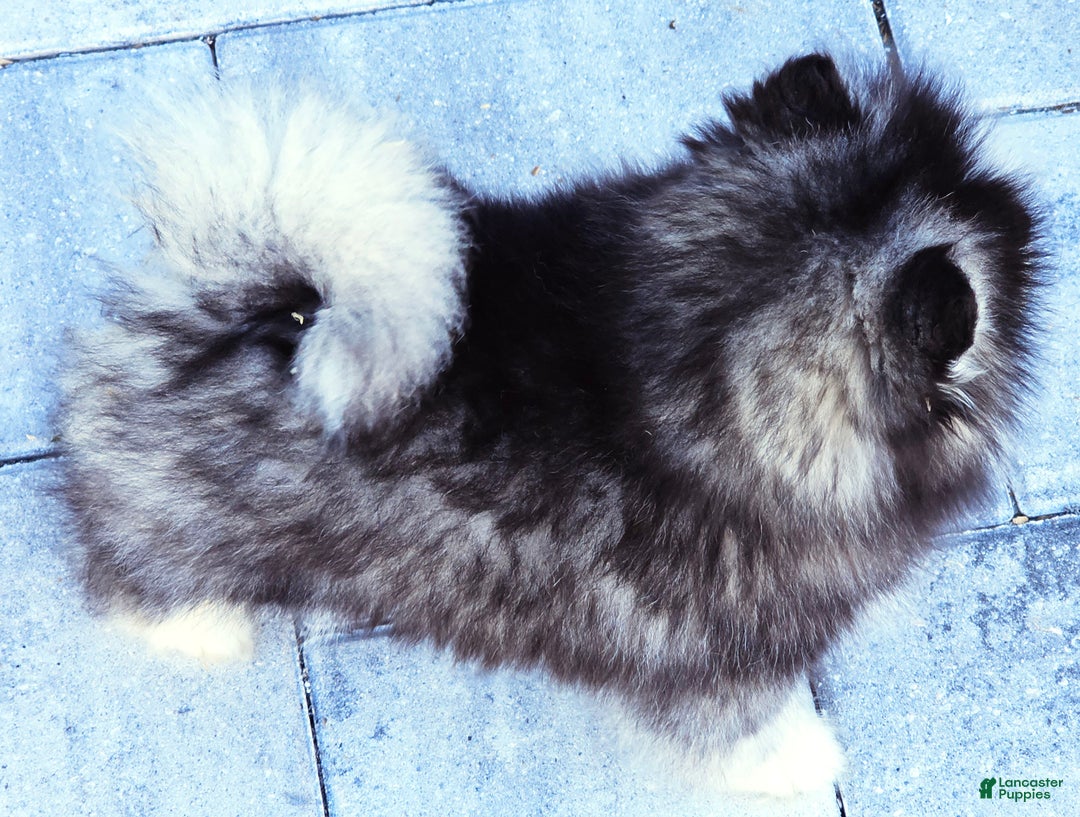 Pomsky dogs for sale: Felicity - Ad 6