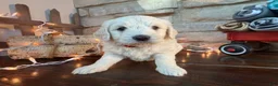 Mixed Breed dogs for sale: Moose (Boy) - Ad 4