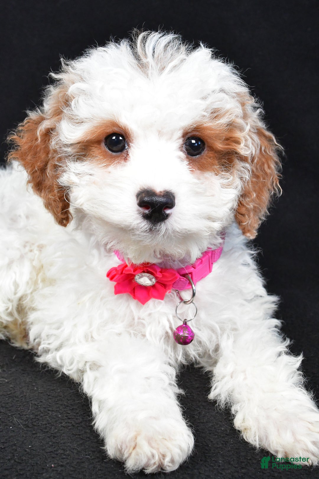 Cavapoo dogs for sale: Sabrina - Ad 7