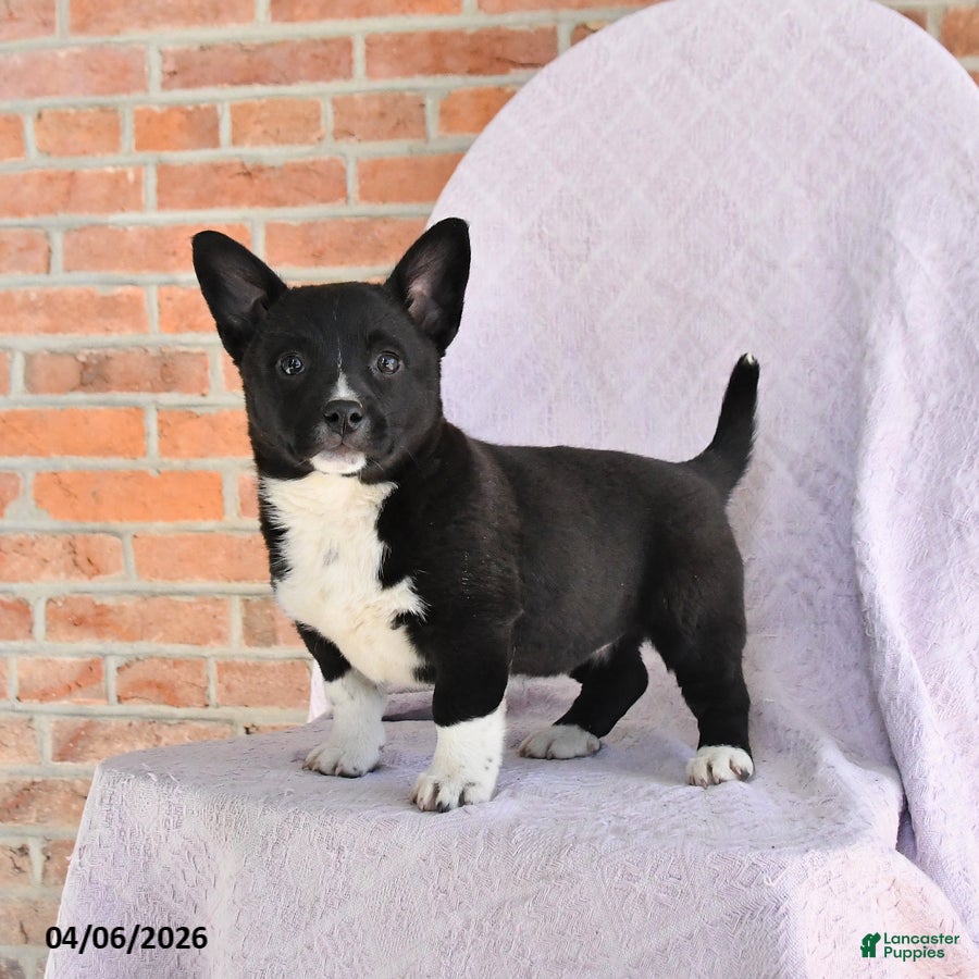 Mixed Breed dogs Cassie   - Ad 1