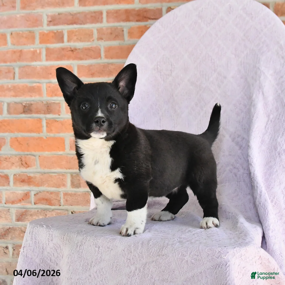 Mixed Breed dogs for sale: Cassie   - Ad 1