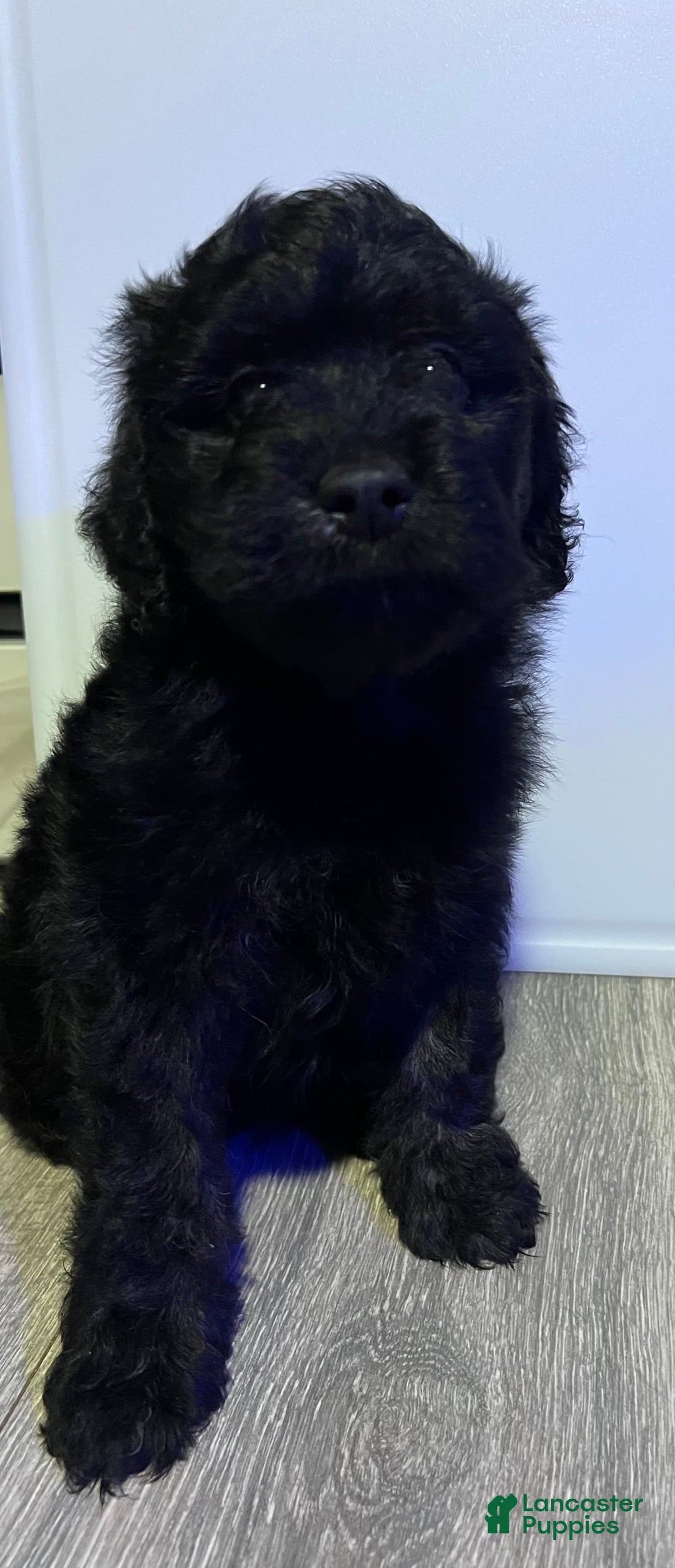 Gallery Image {{count}}