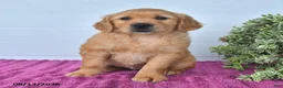 Golden Retriever dogs for sale: Cookie - Ad 3