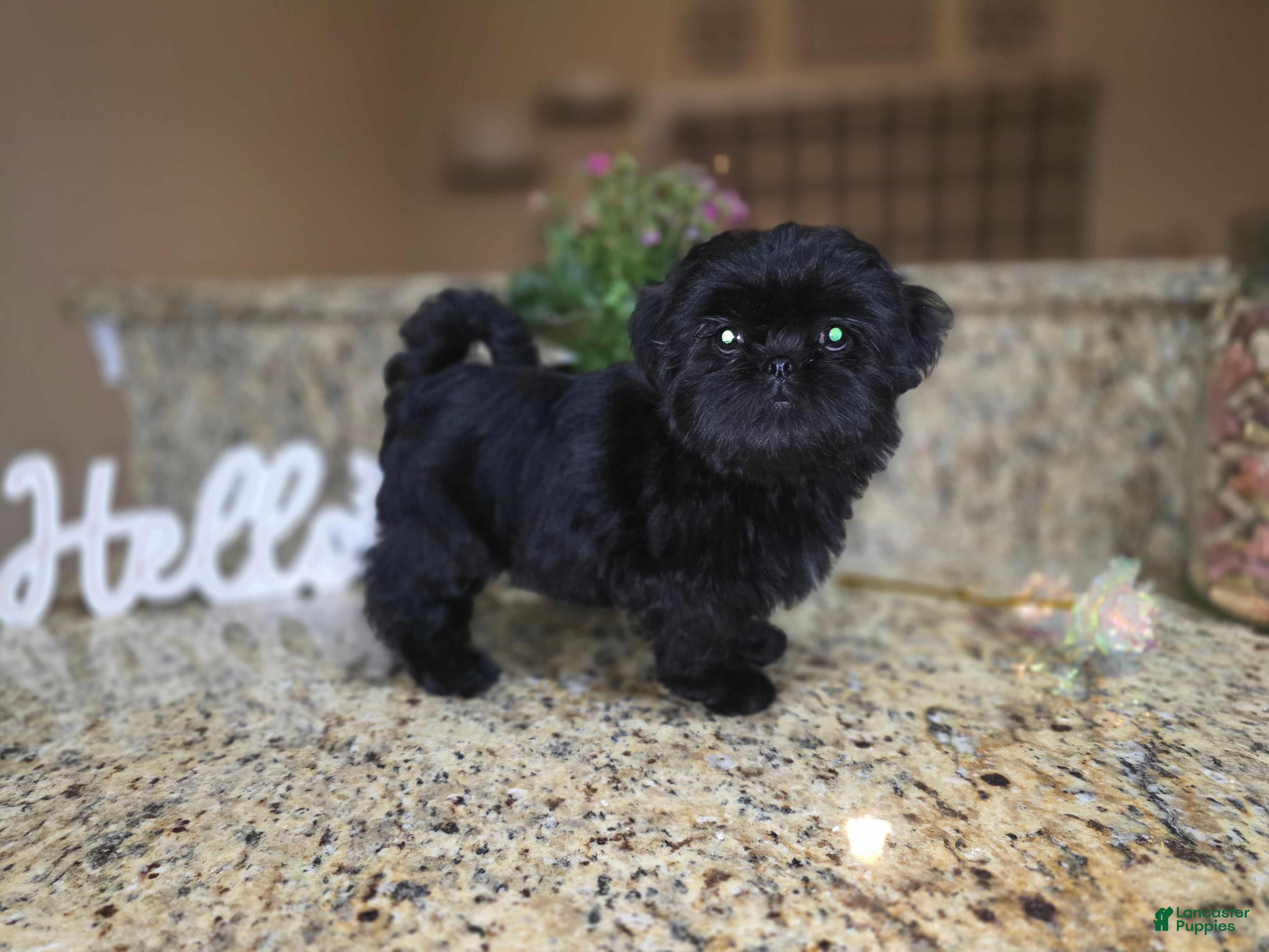Shih Tzu dogs Bella - Ad 13