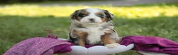 Mini Bernedoodle dogs for sale: Maya Mini Bernedoodle  - Ad 7
