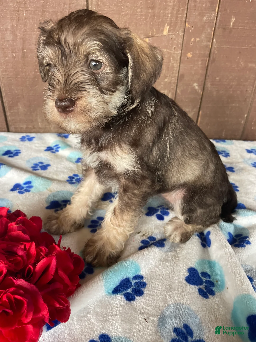 Miniature Schnauzer dogs for sale: Helga - Ad 1