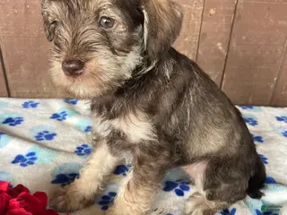Miniature Schnauzer dogs Helga - Ad 40
