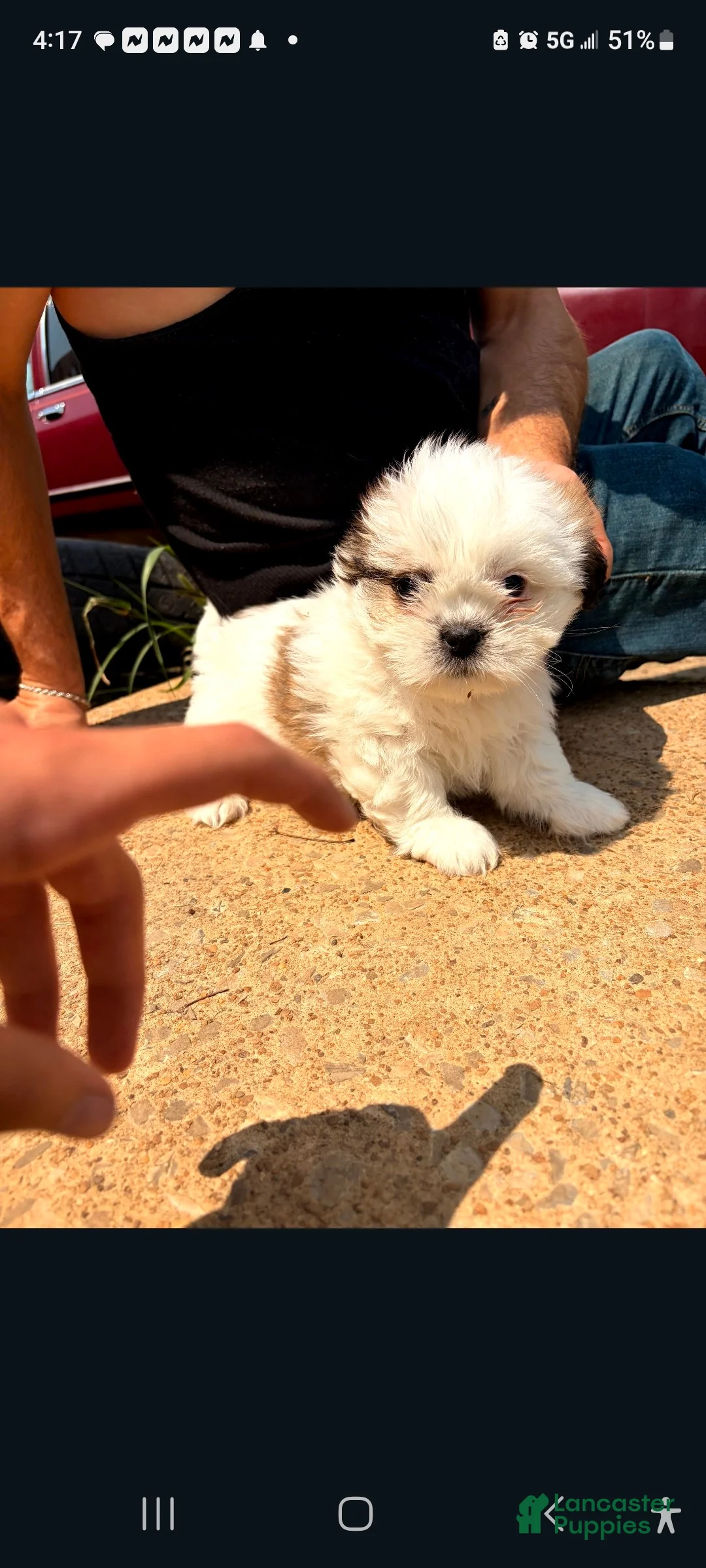 Lhasa Apso dogs for sale: Lhasa Apso 2 - Ad 1