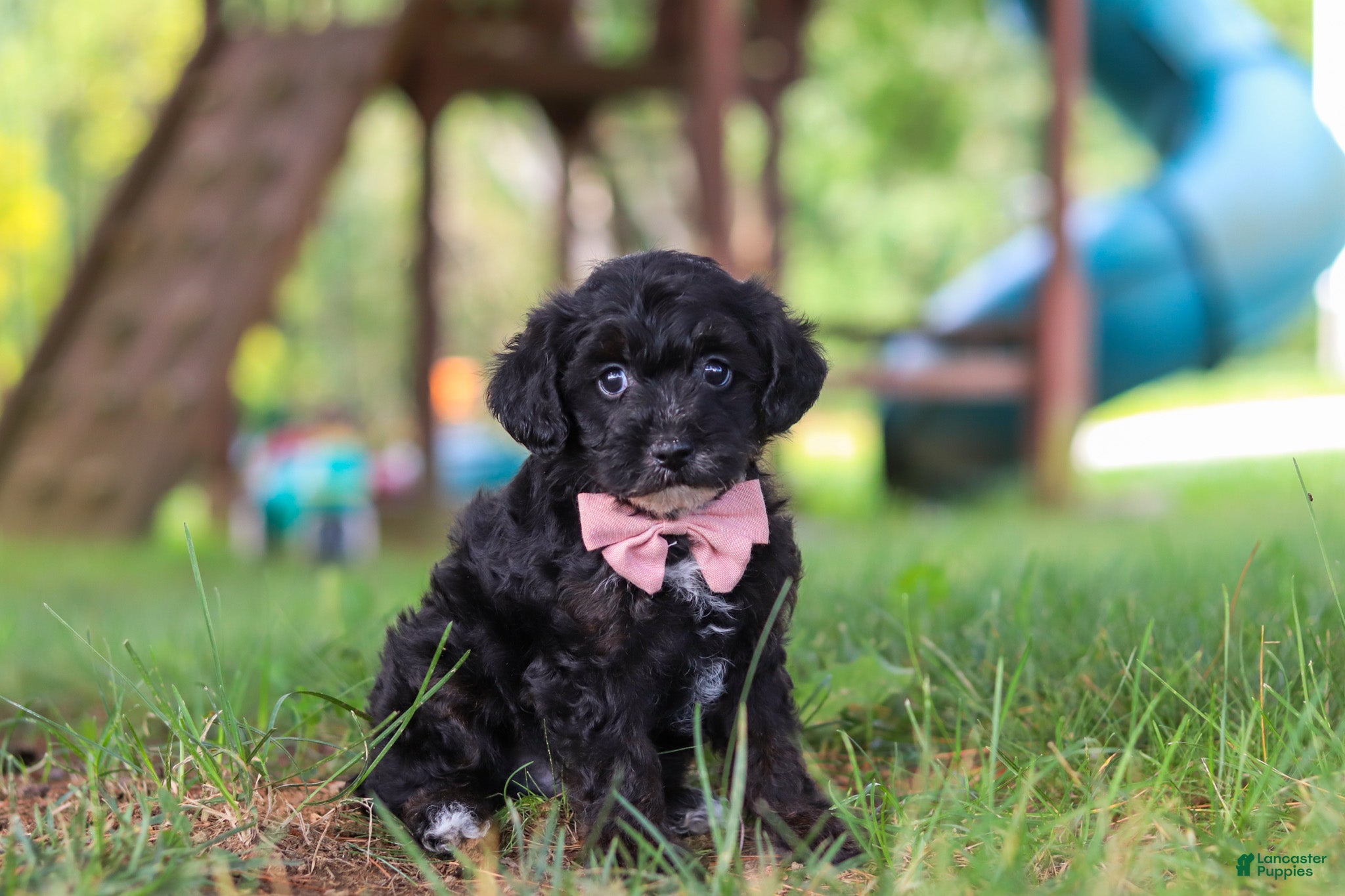 Yorkiepoo dogs Brady - Ad 1