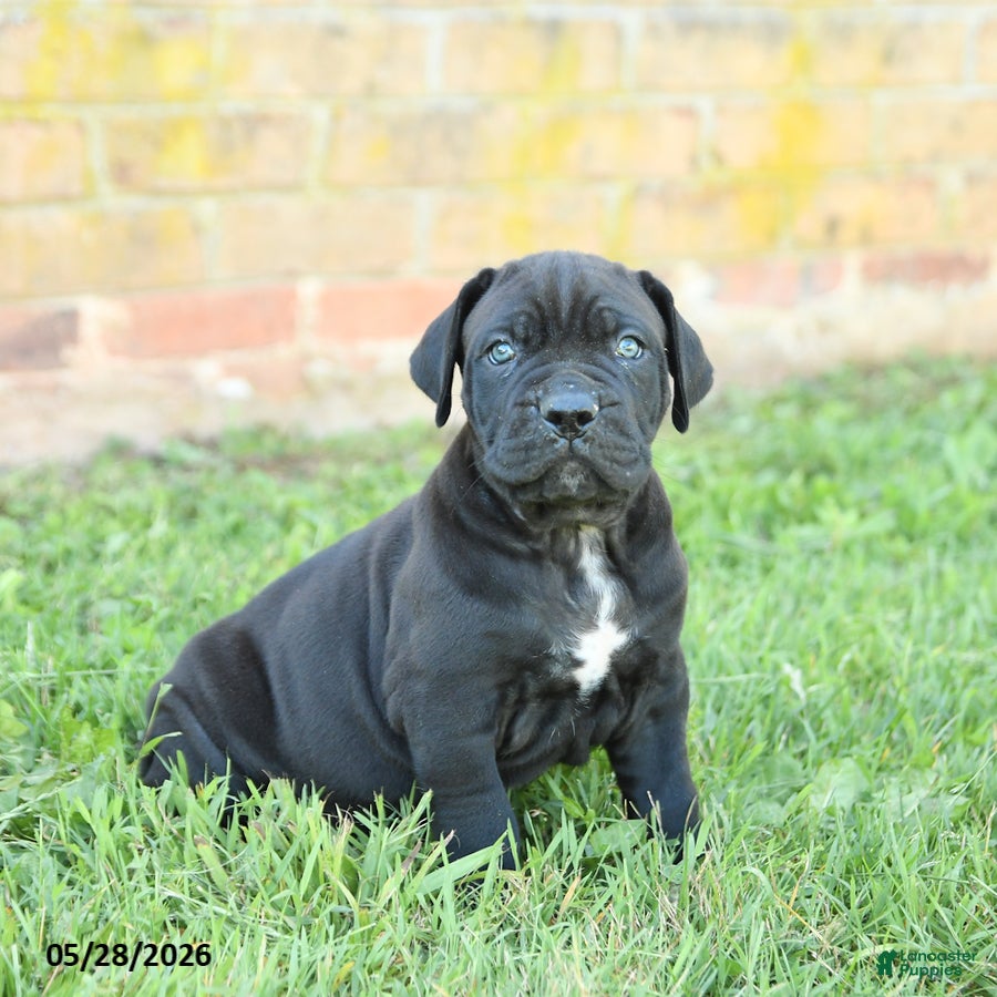 Cane Corso dogs Dune - Ad 1