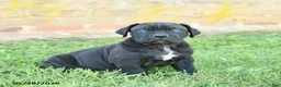 Cane Corso dogs for sale: Dune - Ad 1