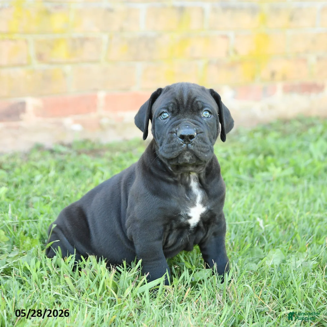 Cane Corso dogs for sale: Dune - Ad 1