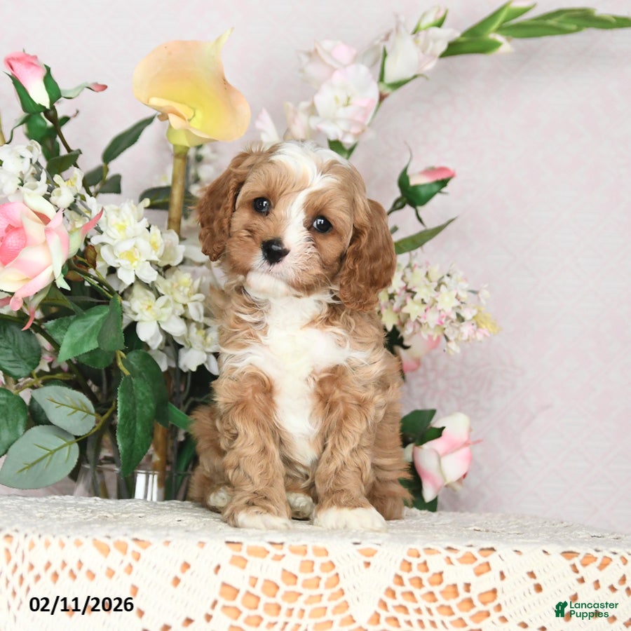 Cavapoo dogs Jason - Ad 2